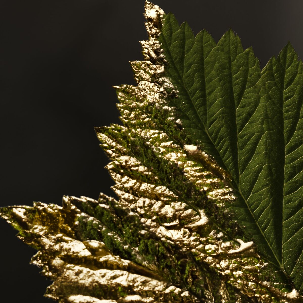 NU/HUGO BOSS BOTTLED Absolu EDP 50 ml-5