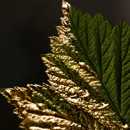 NU/HUGO BOSS BOTTLED Absolu EDP 50 ml-5